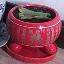 宝宝