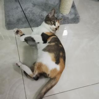 朱  哥