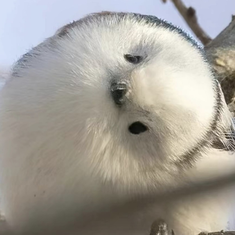 呆萌小肥鸟