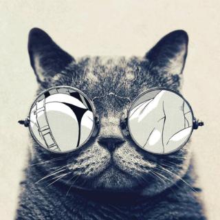 镜子猫