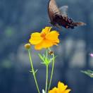 云中折花手