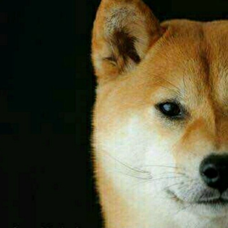 机智的大踠