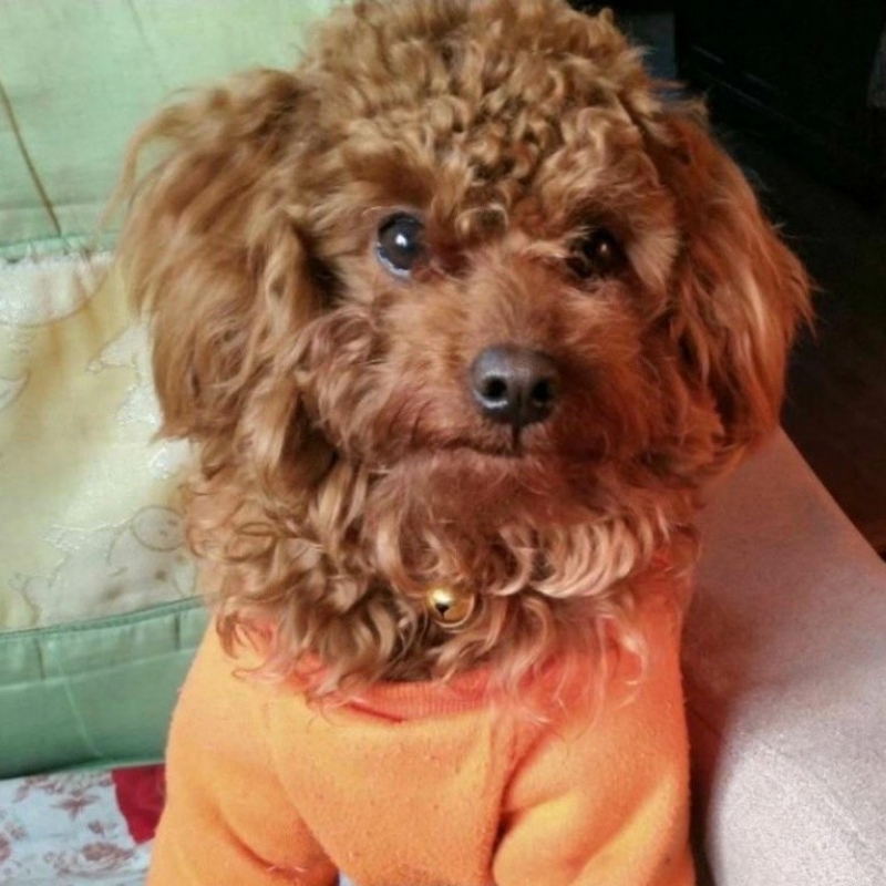 罗佳