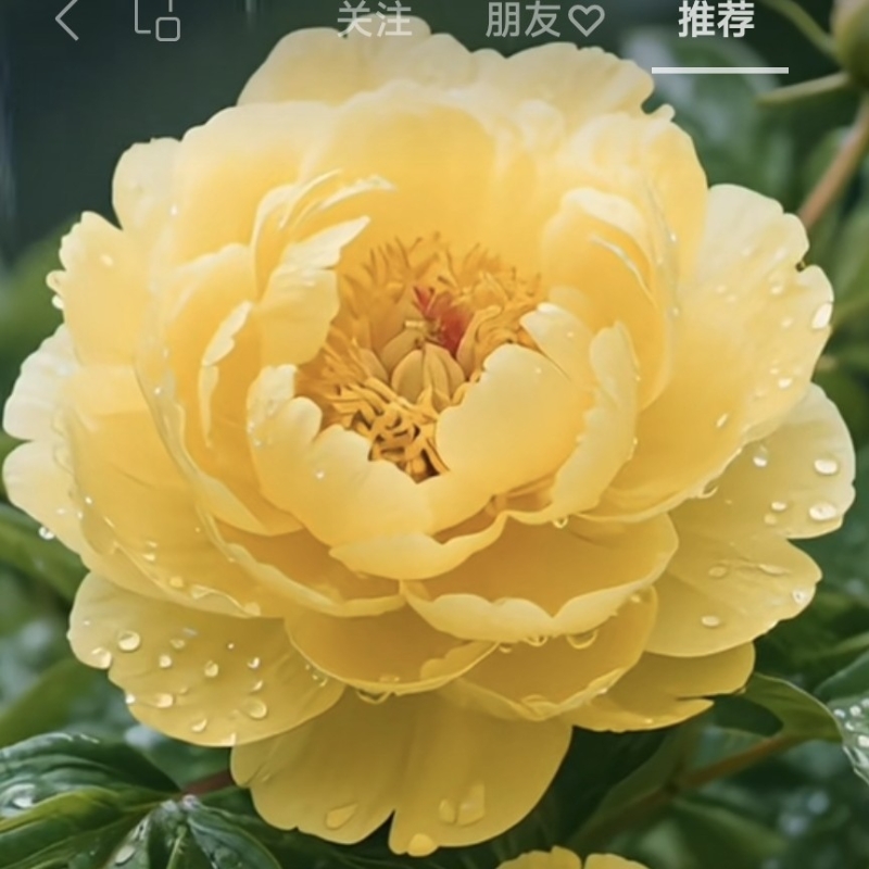 雁子