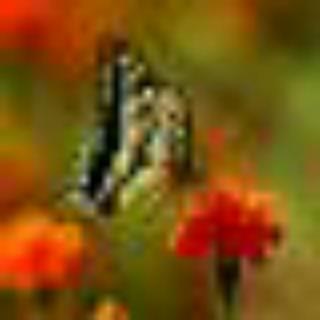 蝶恋花