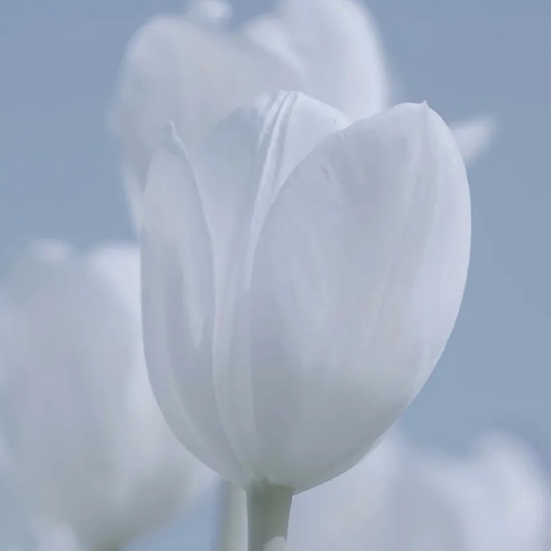 春天的花儿