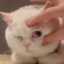 萌脑袋