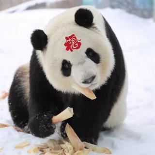 虫虫部落