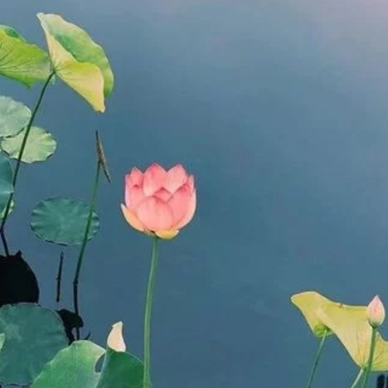 🌻春风化雨🌱