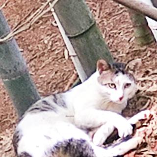 野核桃