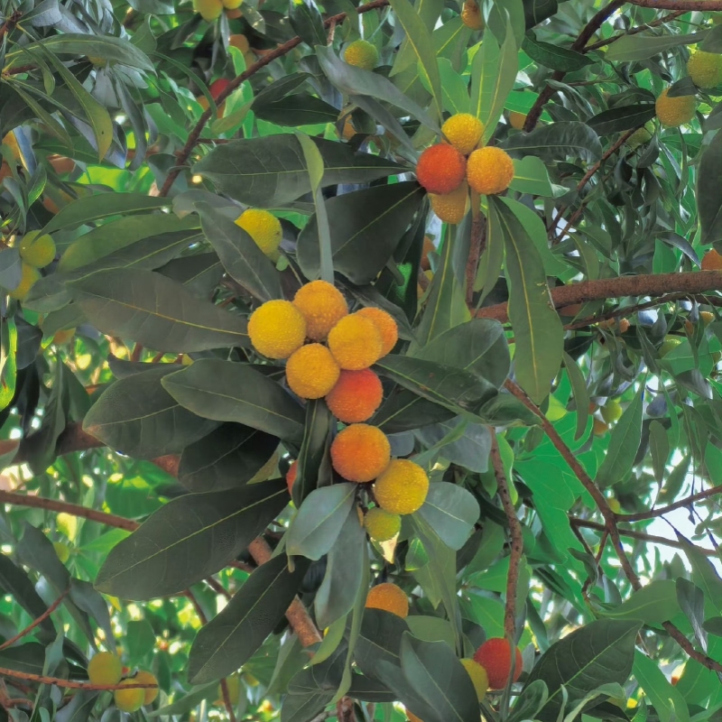 阿洛
