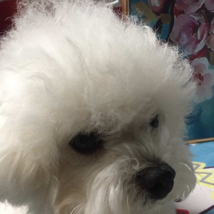 小狗🐶