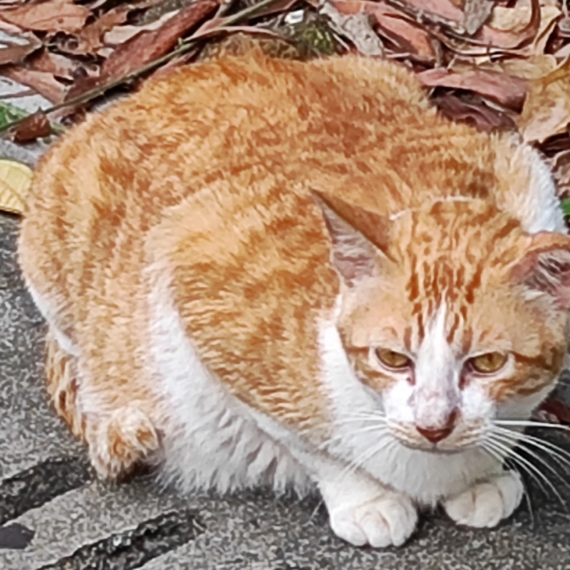 弗兰熊