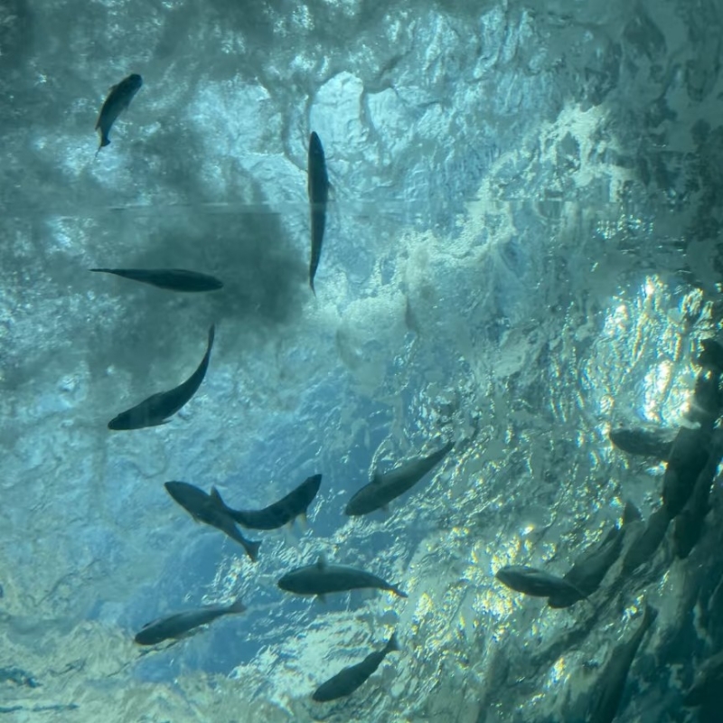 小鱼游