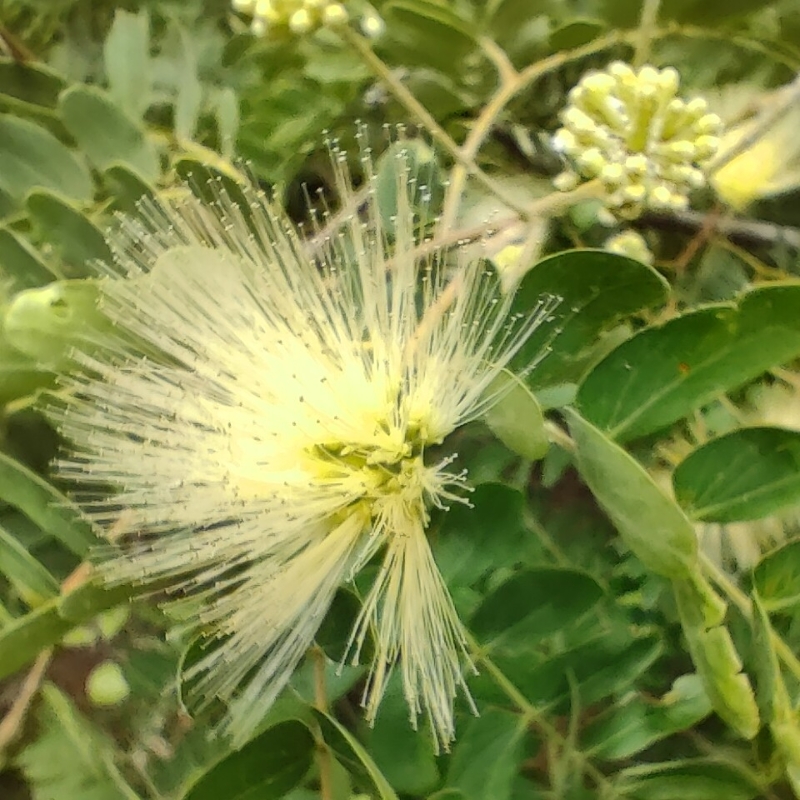 小草