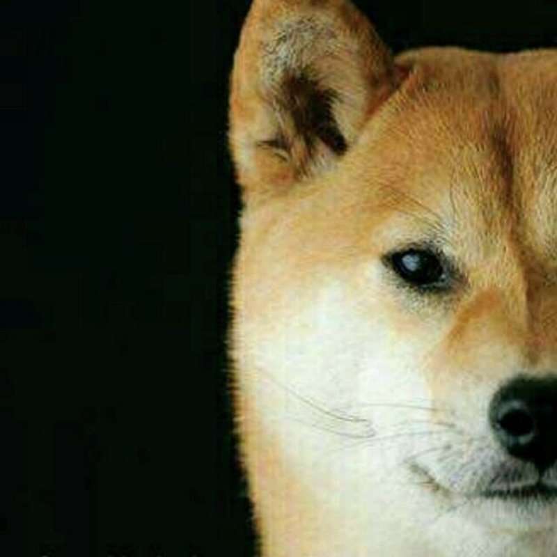 机智的大踠