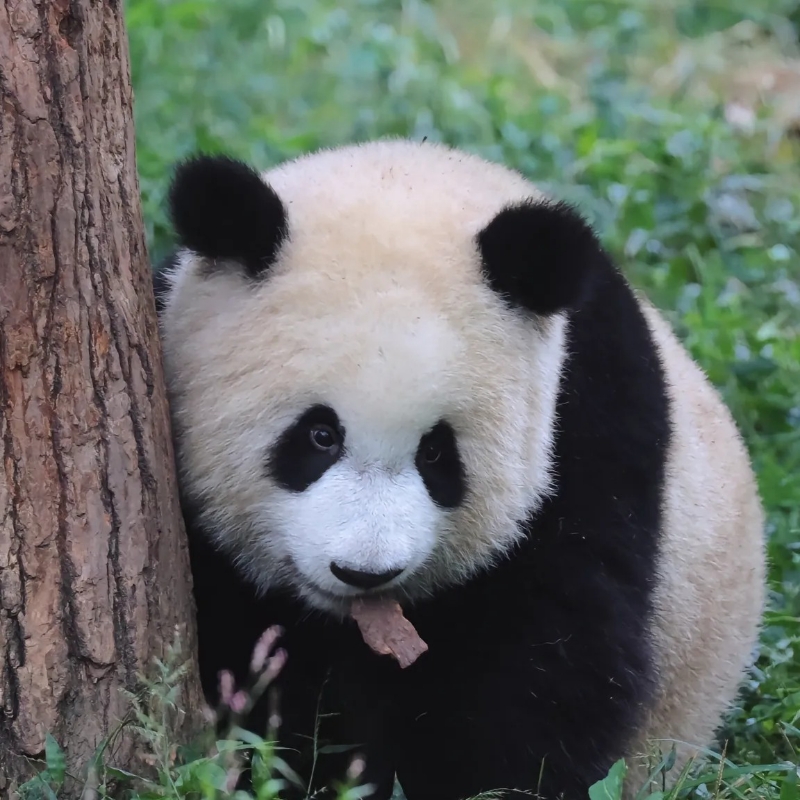 吴