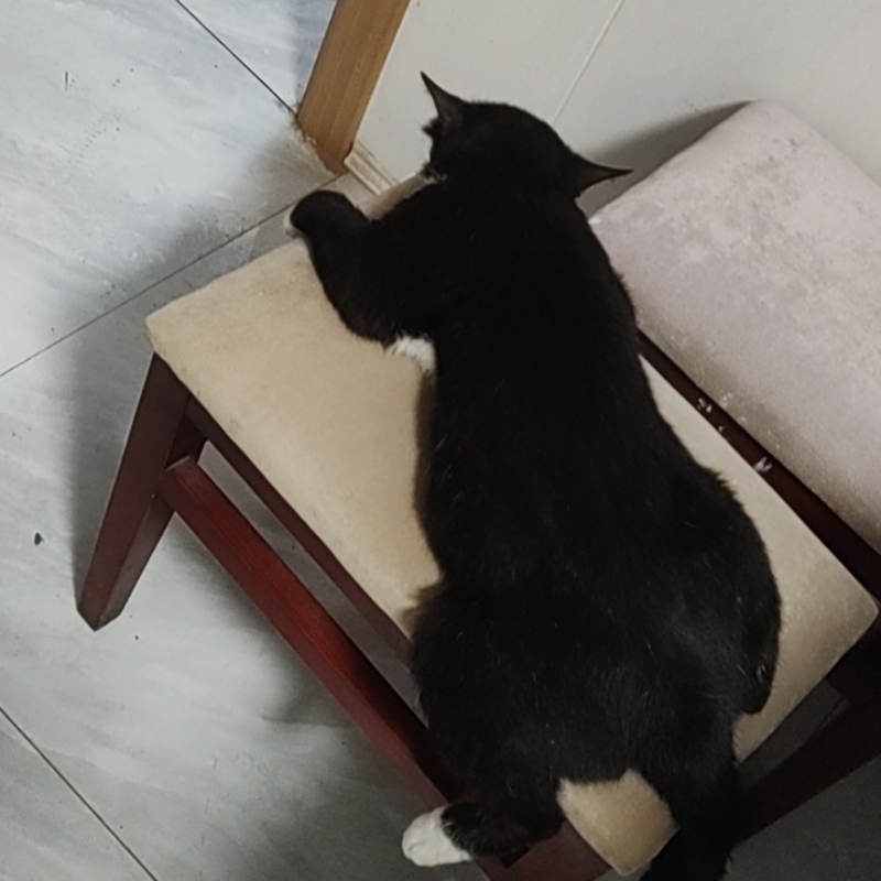 让包子飞