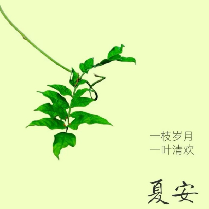 芳草长堤
