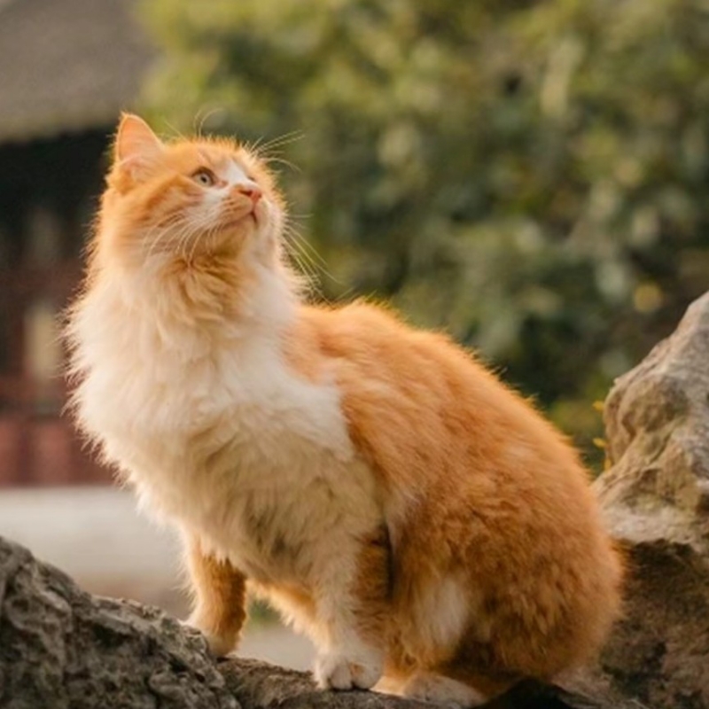 猫咪真可爱🐈！