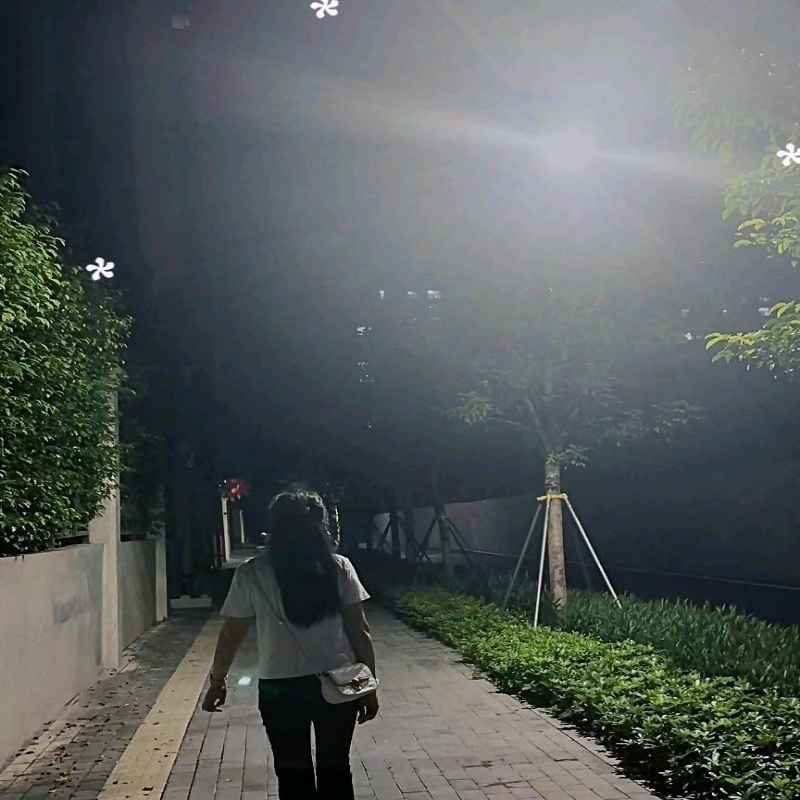 沉默的向日葵