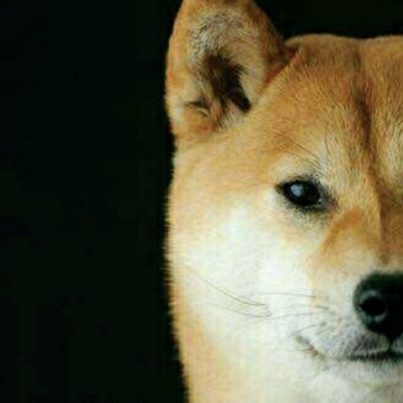 机智的大踠