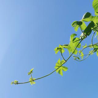 皆遂所愿