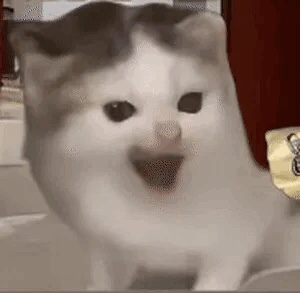 小猫咪子🐱