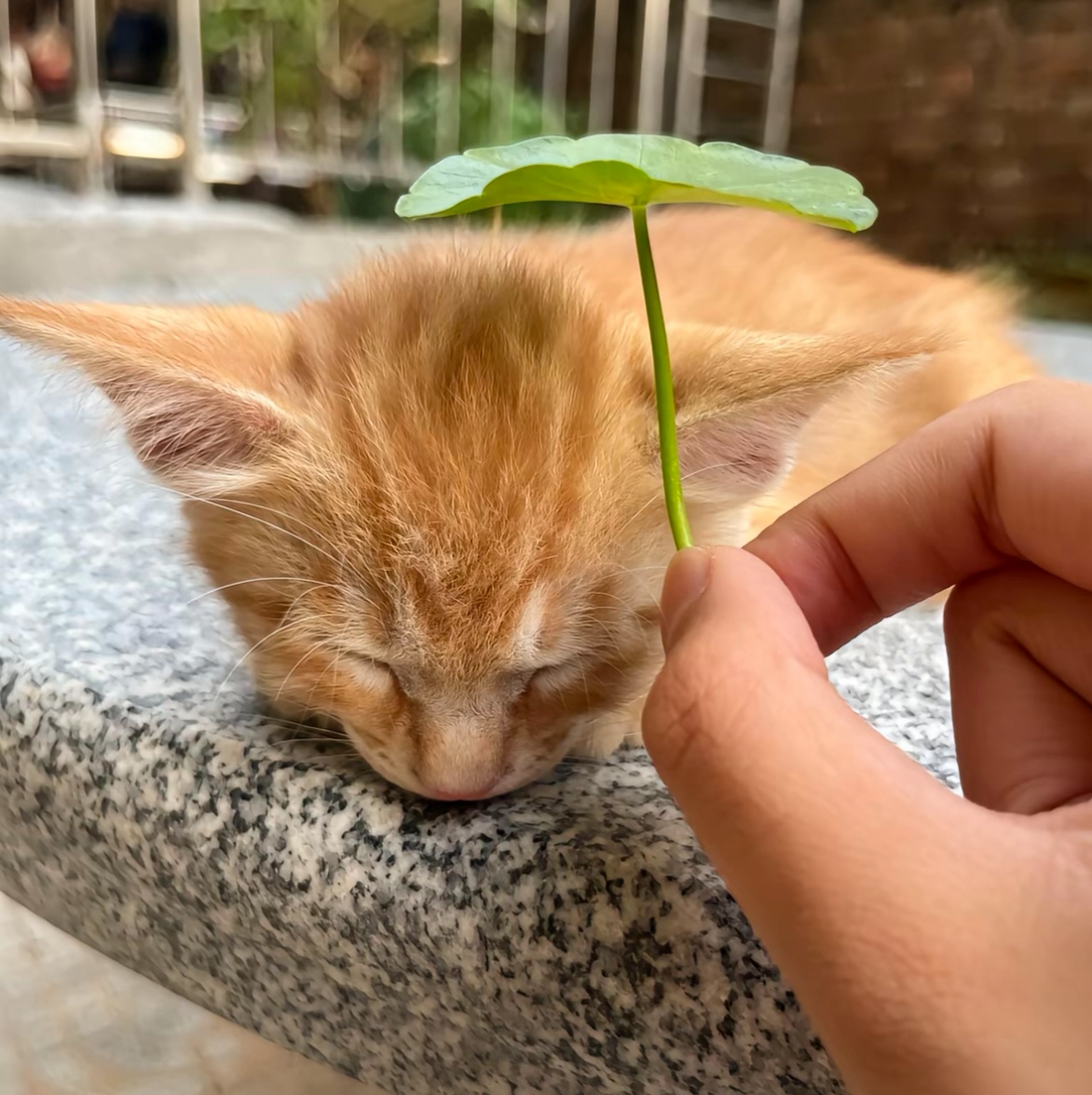 执春树