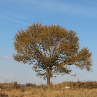 LW271828