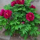 AA