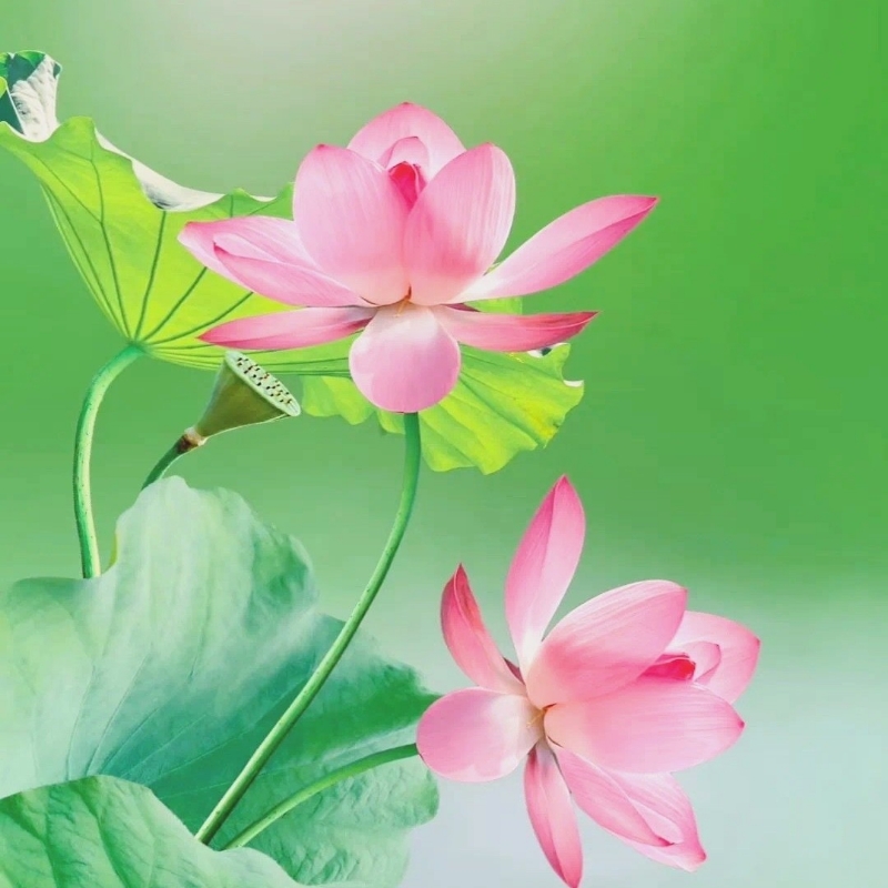 小花朵💐