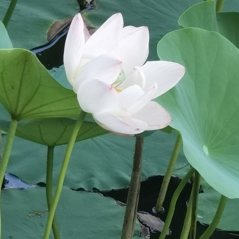 明心