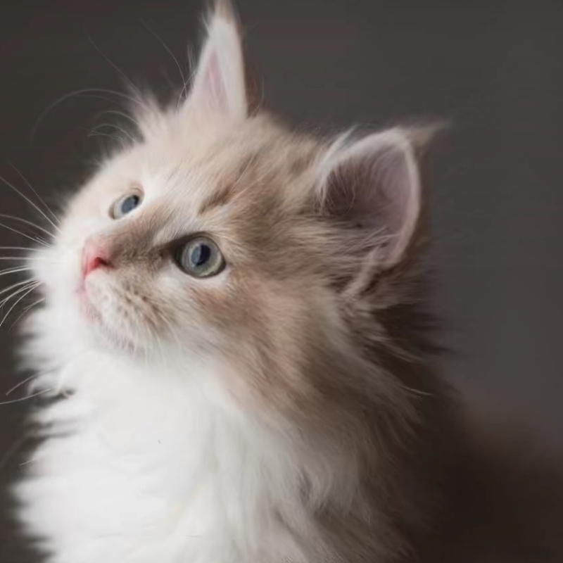 猫咪真可爱🐈！