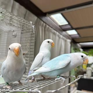 石头