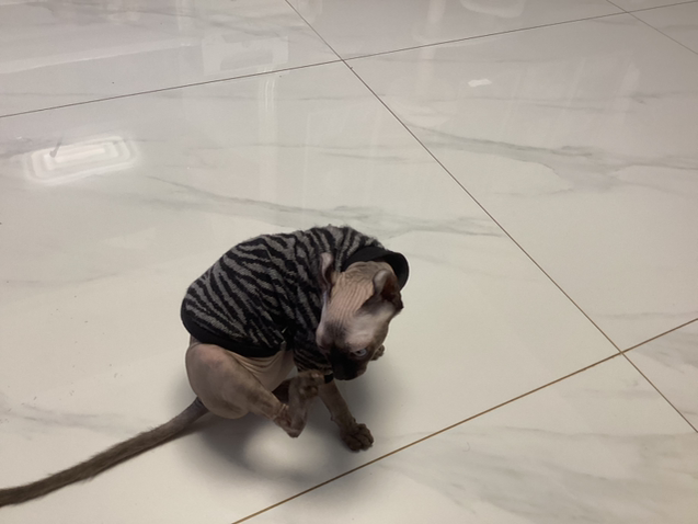 我是一个人 家里没有人