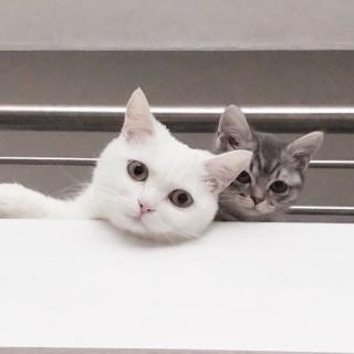 小爱