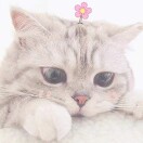 枫林晚妞