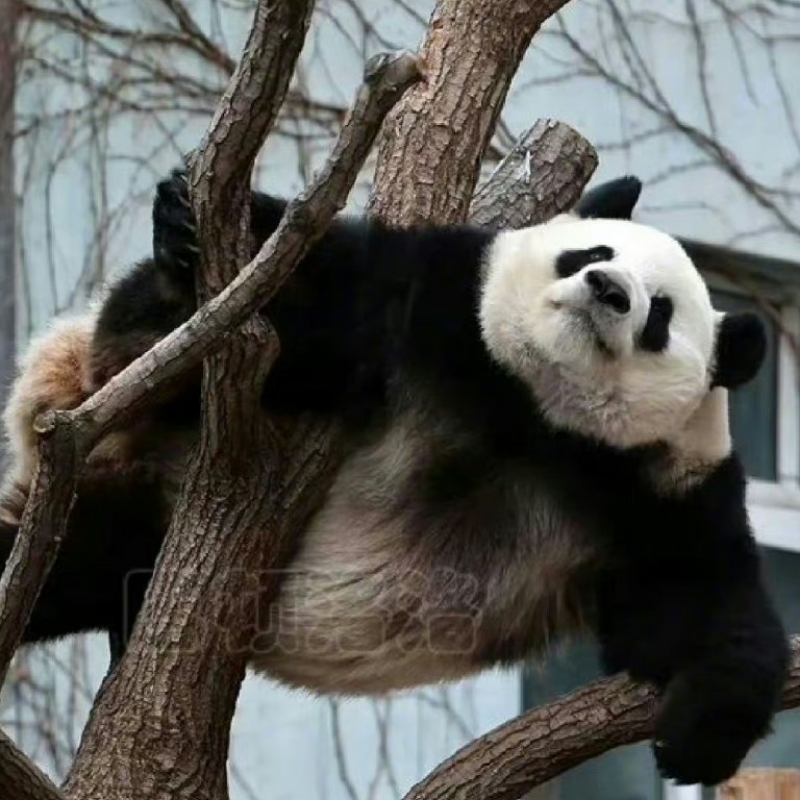 花花大熊猫