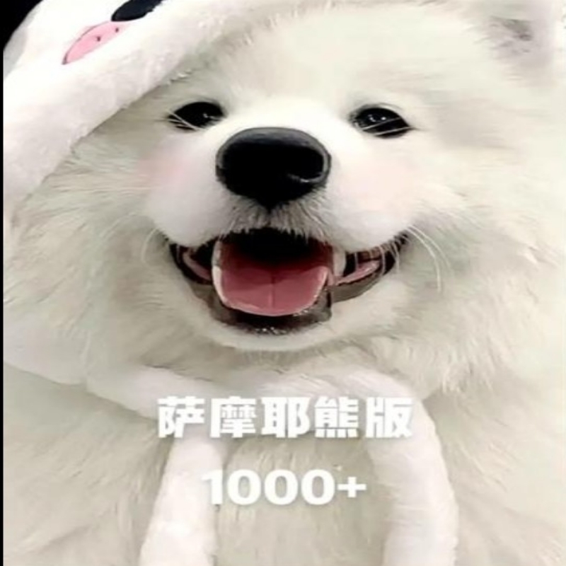 微笑天使萨摩耶
