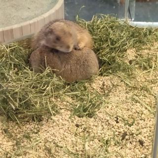 想养猫😭