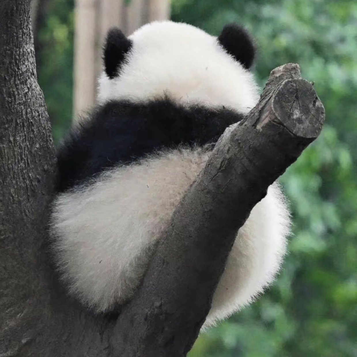 小国宝