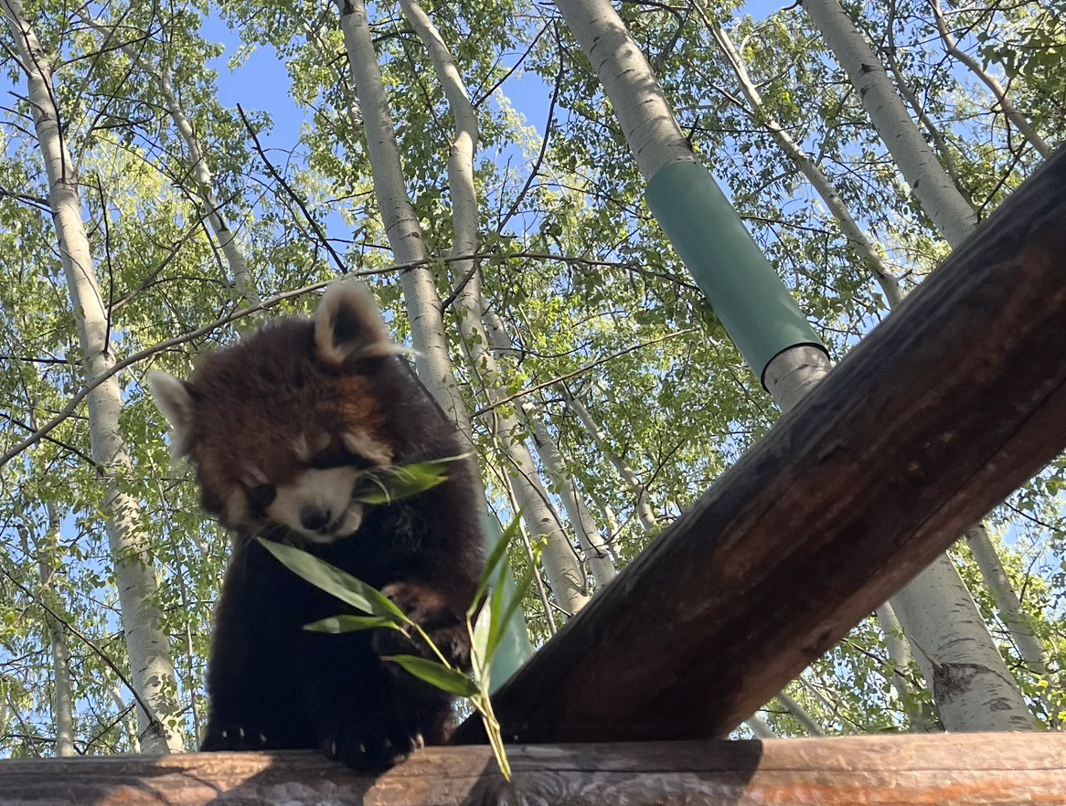 小熊猫39