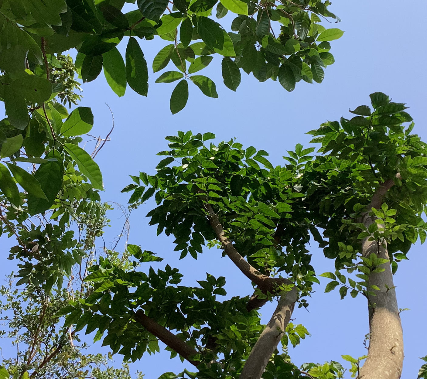 我是聚宝盆挂件
