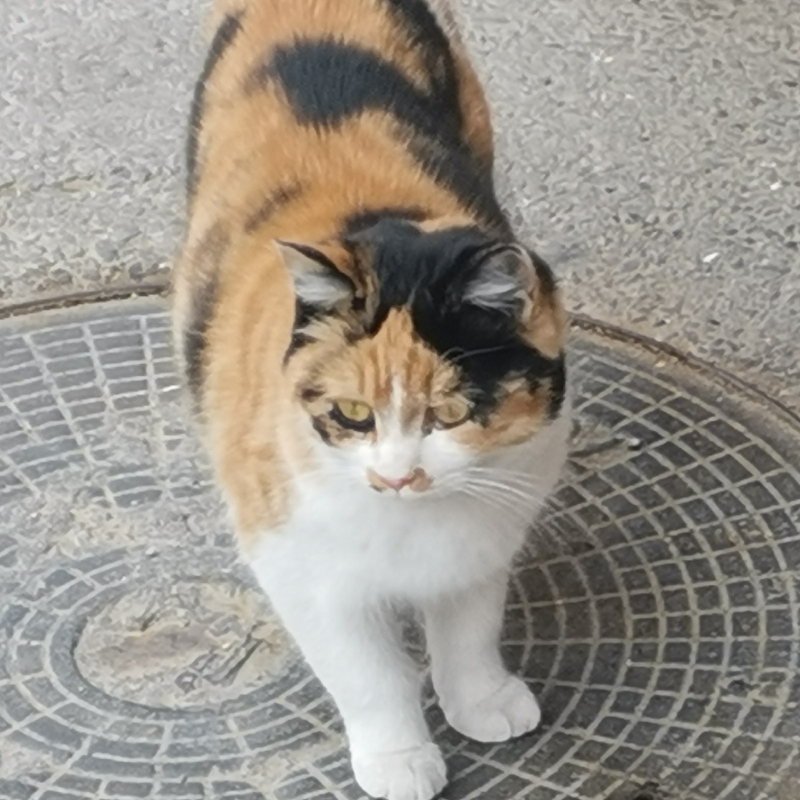 三花猫