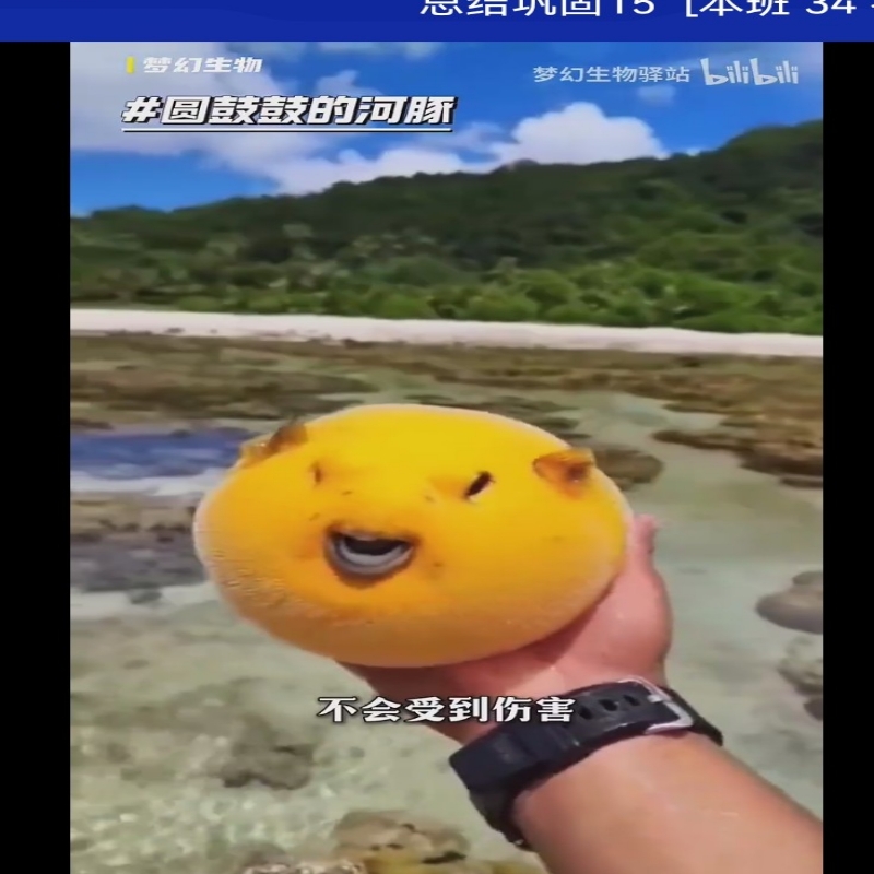 河豚🐡🐡