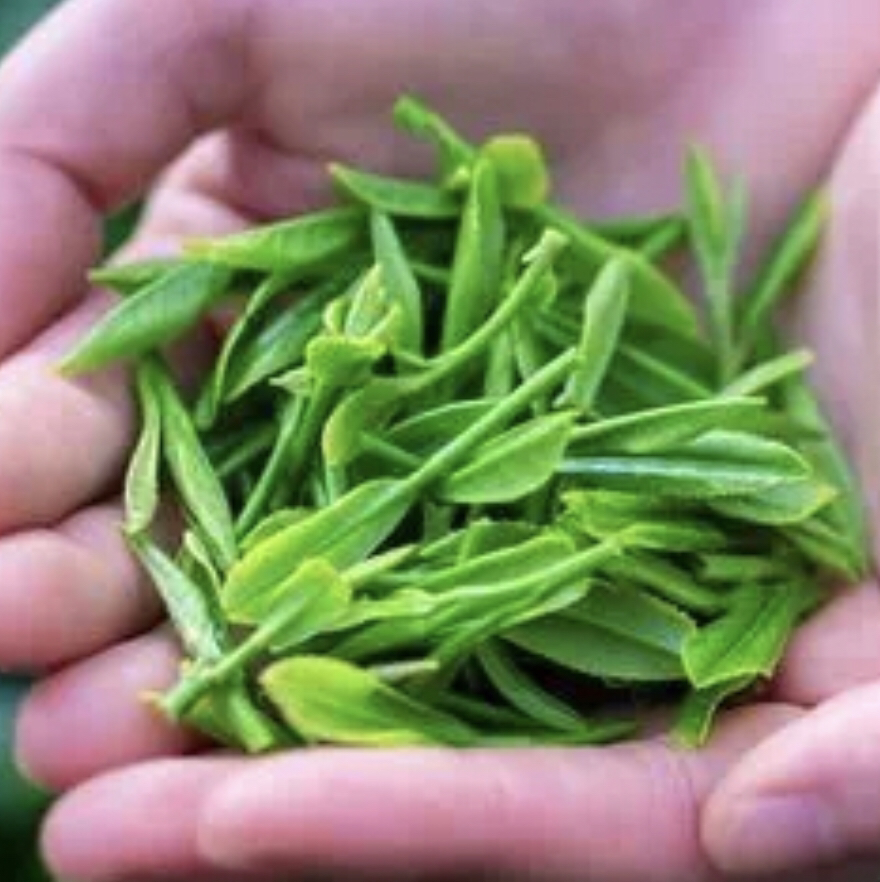 独坐窗前一杯茶