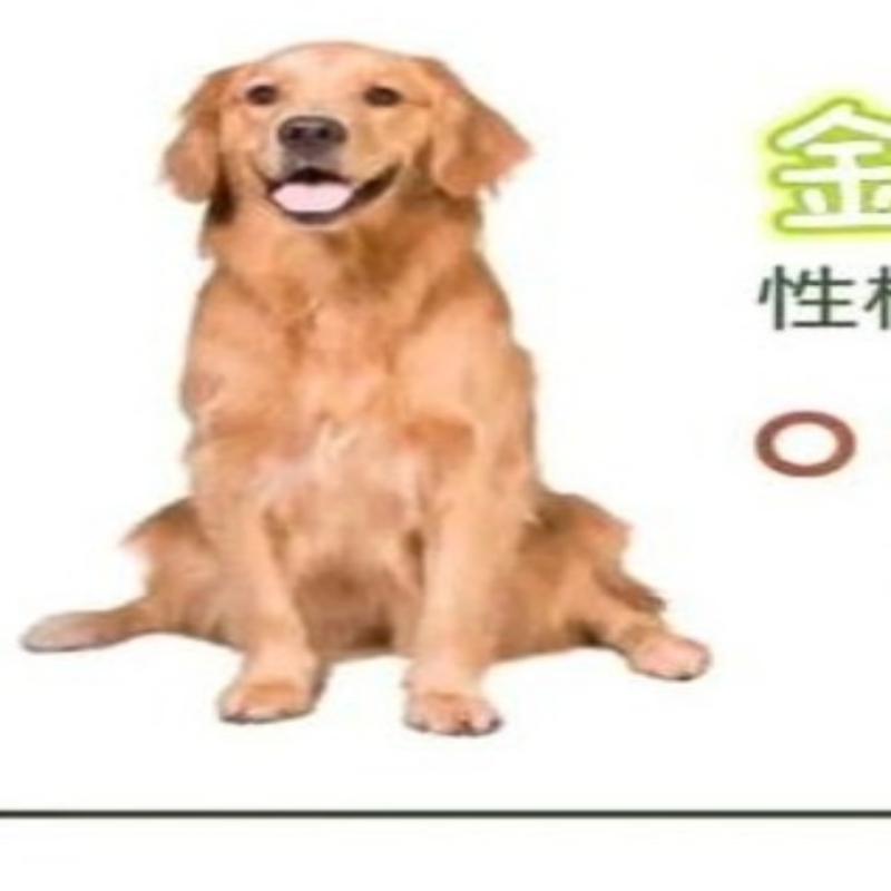 微笑天使萨摩耶
