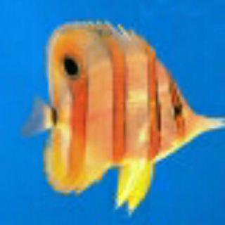 壹條魚