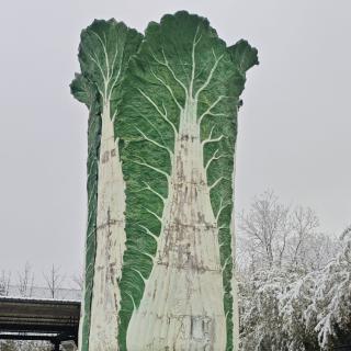 飞哥